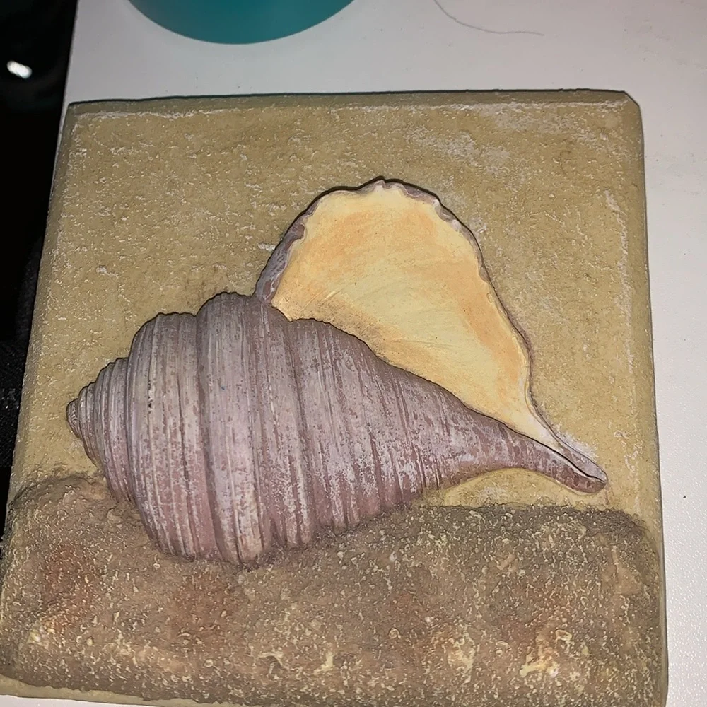 3D Seashell Wall Art in Tan and Cream